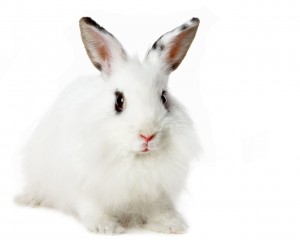 White-Rabbit-Cool-Wallpapers 05-1