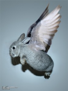 flying rabbit